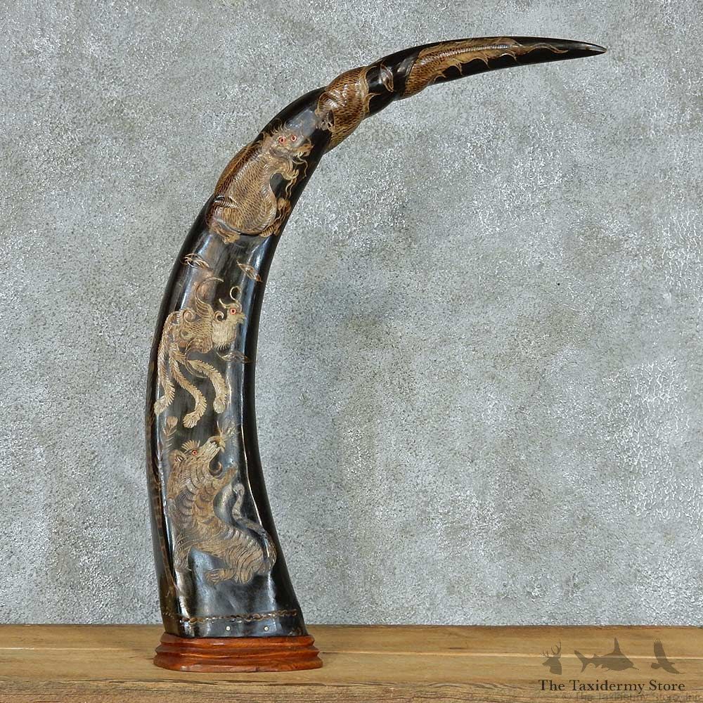 Water Buffalo Horn Taxidermy Mount #13349 For Sale @ The Taxidermy Store
