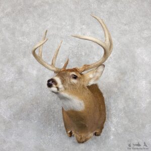 Whitetail Deer Shoulder Mount #19456 For Sale - The Taxidermy Store