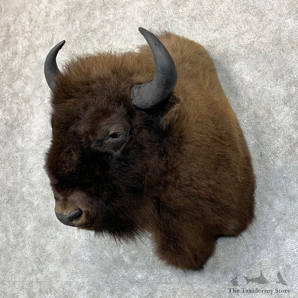 American Buffalo Shoulder Mount For Sale #22892 @ The Taxidermy Store