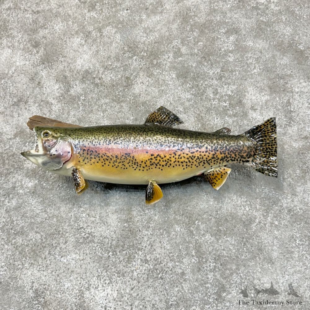 Rainbow Trout Fish Mount For Sale #29597 @ The Taxidermy Store