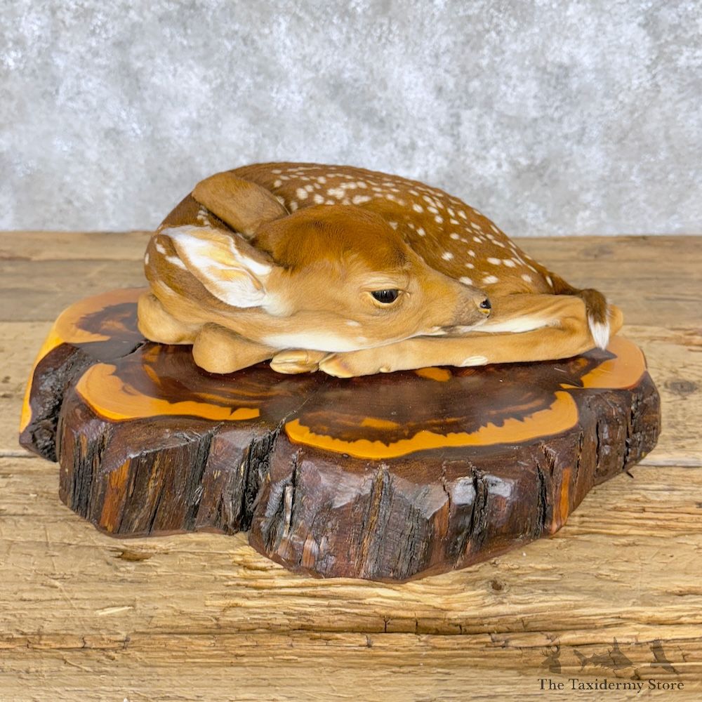 Whitetail Deer Fawn Life-Size Mount For Sale #29264 @ The Taxidermy Store