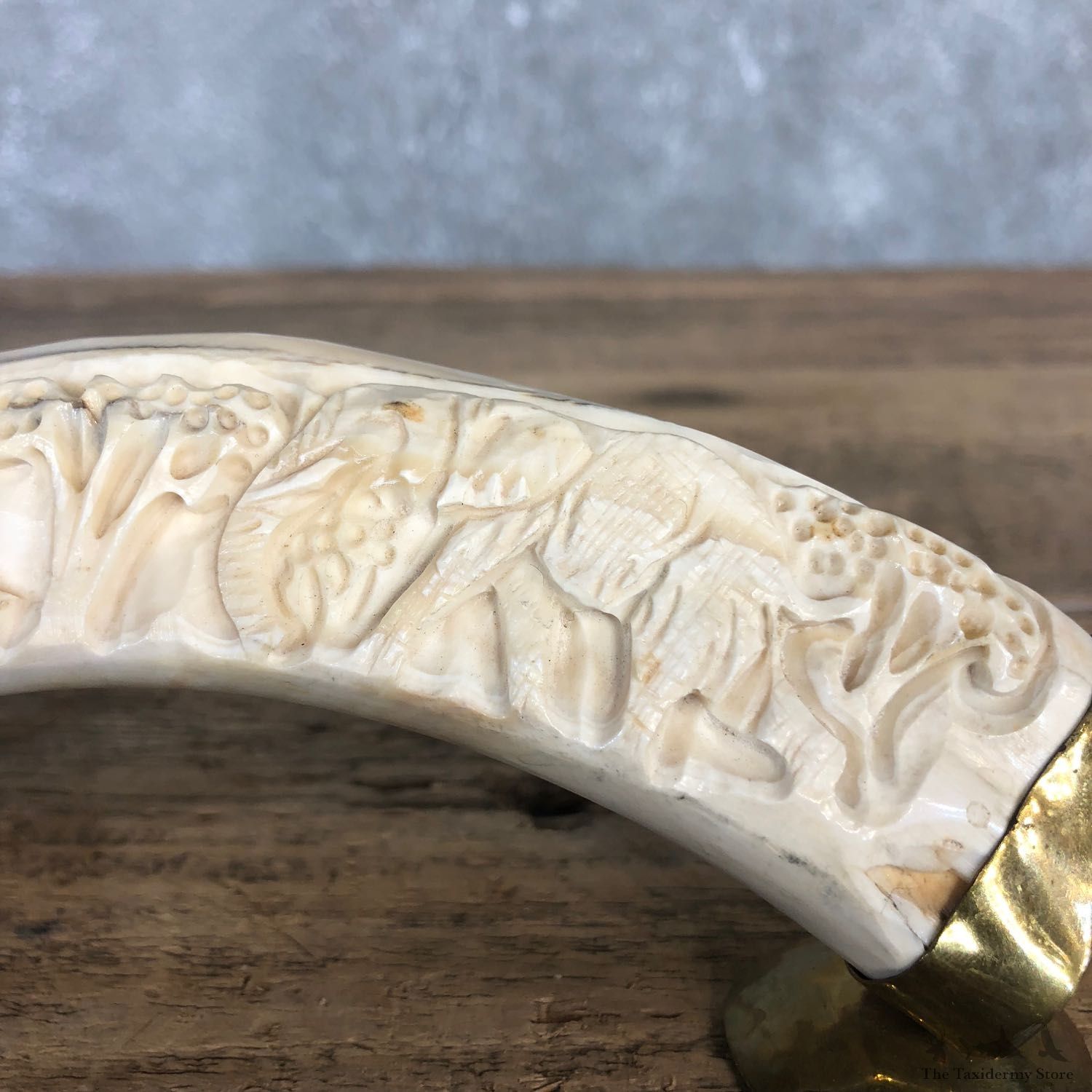 Carved Warthog Tooth For Sale #19968 @ The Taxidermy Store