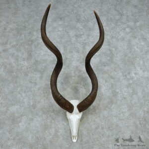 African Kudu Skull & Horn European Mount #13498 For Sale @ The Taxidermy Store