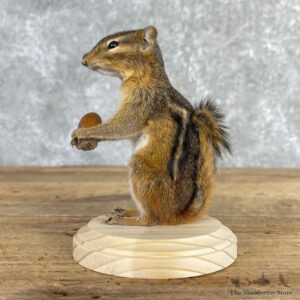 Chipmunk Life-Size Mount For Sale #24079 @ The Taxidermy Store
