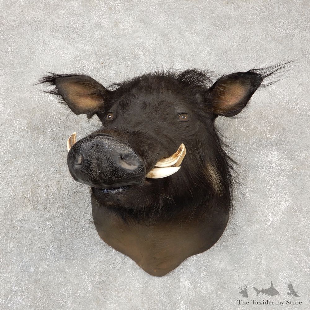 Wild/Feral American Boar Monster Shoulder Mount For Sale #20412 @ The Taxidermy Store