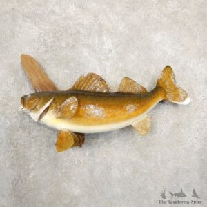 Walleye Taxidermy Mount For Sale #20845 @ The Taxidermy Store
