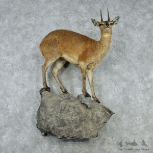 Klipspringer Taxidermy Life-Size Wall Pedestal Mount #12933 For Sale @ The Taxidermy Store
