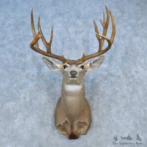Mule Deer Shoulder Mount For Sale #15460 @ The Taxidermy Store