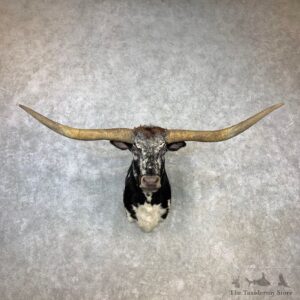 Longhorn Steer Shoulder Taxidermy Mount #23227 For Sale @ The Taxidermy Store