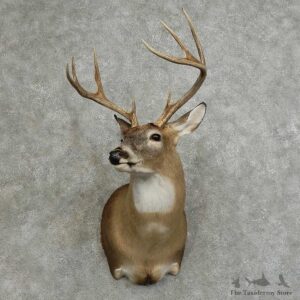 Whitetail Deer Shoulder Mount For Sale #16077 @ The Taxidermy Store