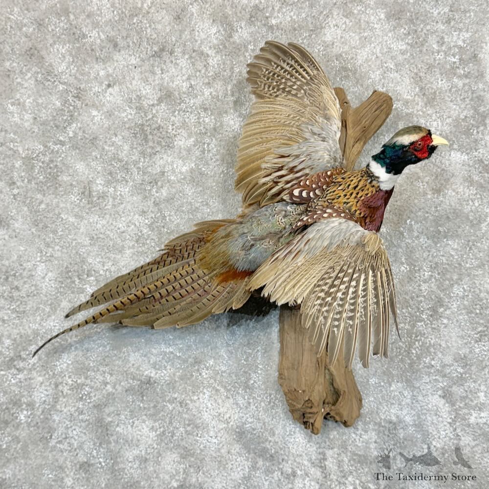 Ringneck Pheasant Bird Mount For Sale #29076 @ The Taxidermy Store