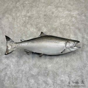King Chinook Salmon Fish Mount For Sale #31909 @ The Taxidermy Store