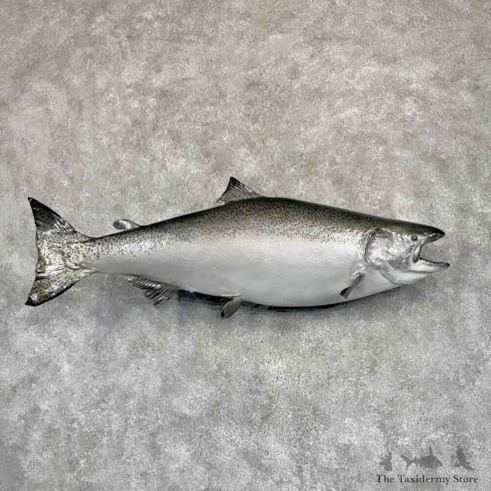 King Chinook Salmon Fish Mount For Sale #31909 @ The Taxidermy Store