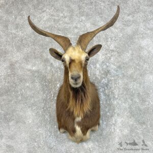 Feral Goat Shoulder Mount For Sale #25739 @ The Taxidermy Store