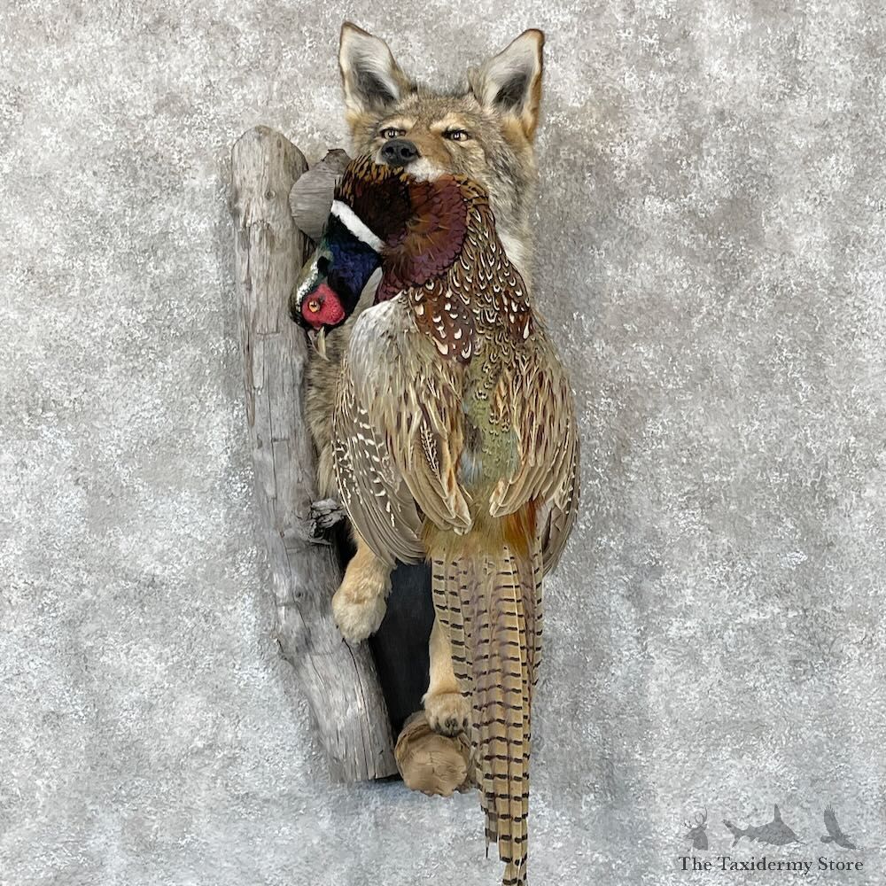 Coyote With Pheasant Half Life-Size Mount For Sale #28311 @ The Taxidermy Store