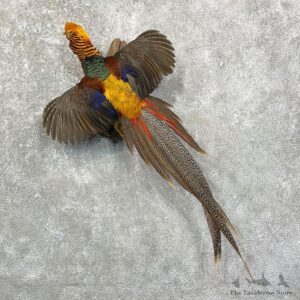 Red Golden Pheasant Mount For Sale #24649 @ The Taxidermy Store