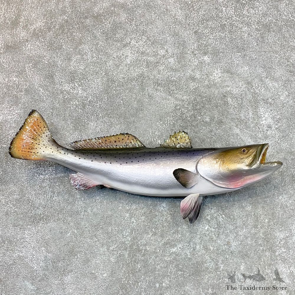 Sea Trout Fish Mount For Sale #22488 @ The Taxidermy Store