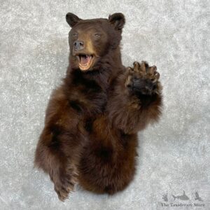 Chocolate Black Bear 1/2-Life-Size Mount For Sale #24758 @ The Taxidermy Store