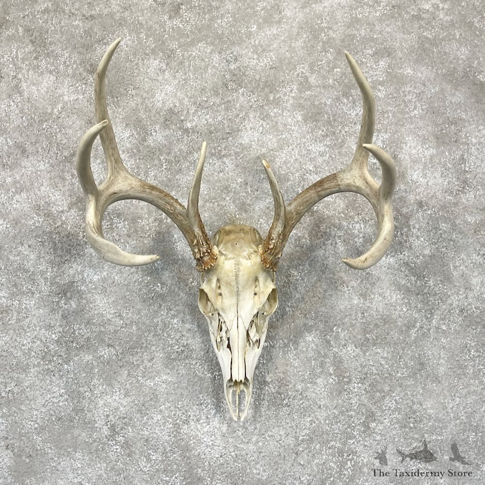 Whitetail Deer Skull European Mount For Sale #28261 @ The Taxidermy Store