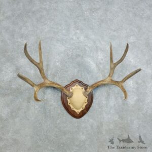 Mule Deer Antler Plaque Mount For Sale #18415 @ The Taxidermy Store