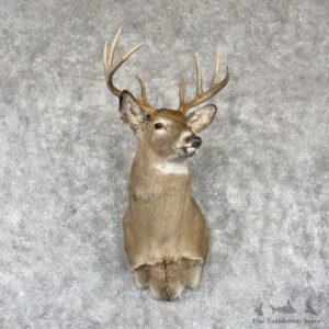Whitetail Deer Shoulder Mount For Sale #30248 @ The Taxidermy Store