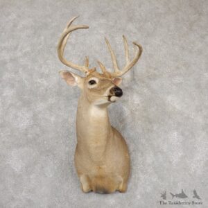 Whitetail Deer Taxidermy Shoulder Mount For Sale #18826 @ The Taxidermy Store