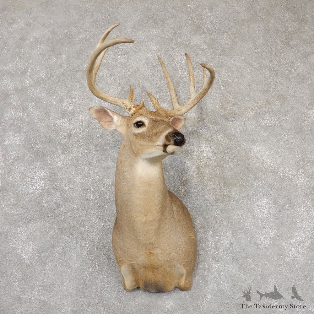 Whitetail Deer Taxidermy Shoulder Mount For Sale #18826 @ The Taxidermy Store