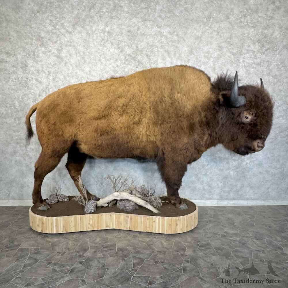 American Buffalo Bison Life-Size Mount For Sale #30852 @ The Taxidermy Store