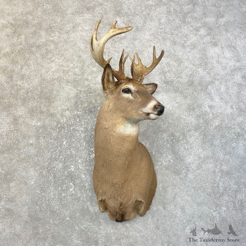 Whitetail Deer Shoulder Mount #25184 For Sale - The Taxidermy Store