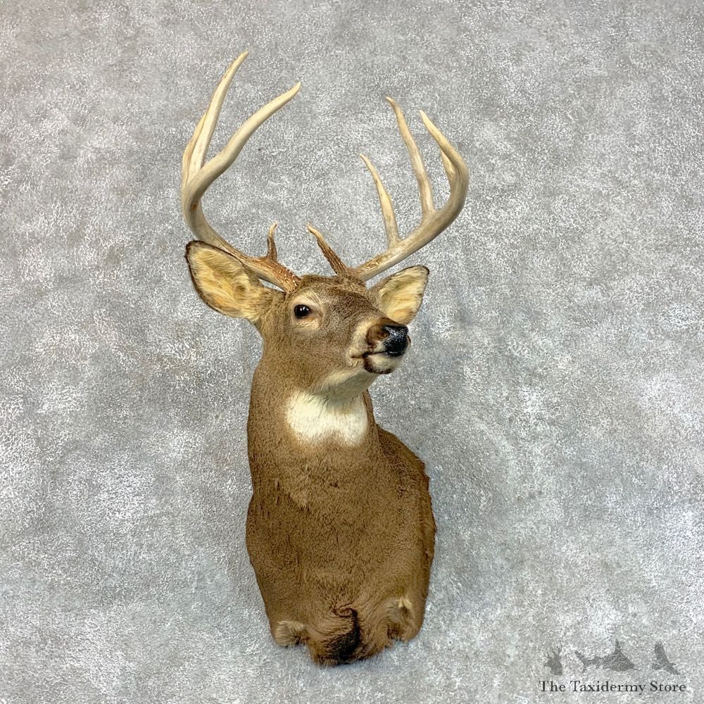 Whitetail Deer Shoulder Mount #22794 For Sale - The Taxidermy Store