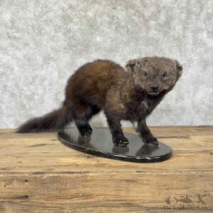 Fisher Life-Size Mount For Sale #31826 @ The Taxidermy Store