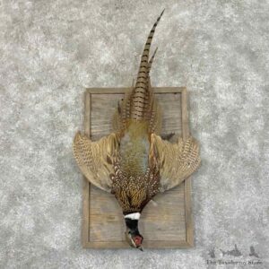 Ringneck Pheasant Bird Display For Sale #31158 @ The Taxidermy Store