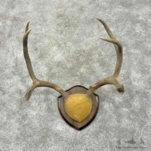 Mule Deer Antler Plaque Mount For Sale #31411 @ The Taxidermy Store