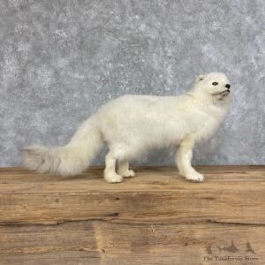Arctic Fox Taxidermy Life-Size Mount For Sale #25235 @ The Taxidermy Store