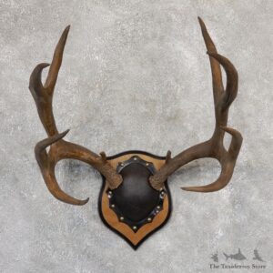 Mule Deer Taxidermy Plaque #19005 For Sale @ The Taxidermy Store