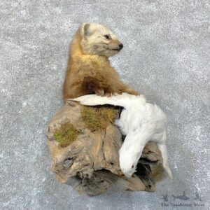 Colorado Marten With Ptarmigan Mount For Sale #22762 @ The Taxidermy Store