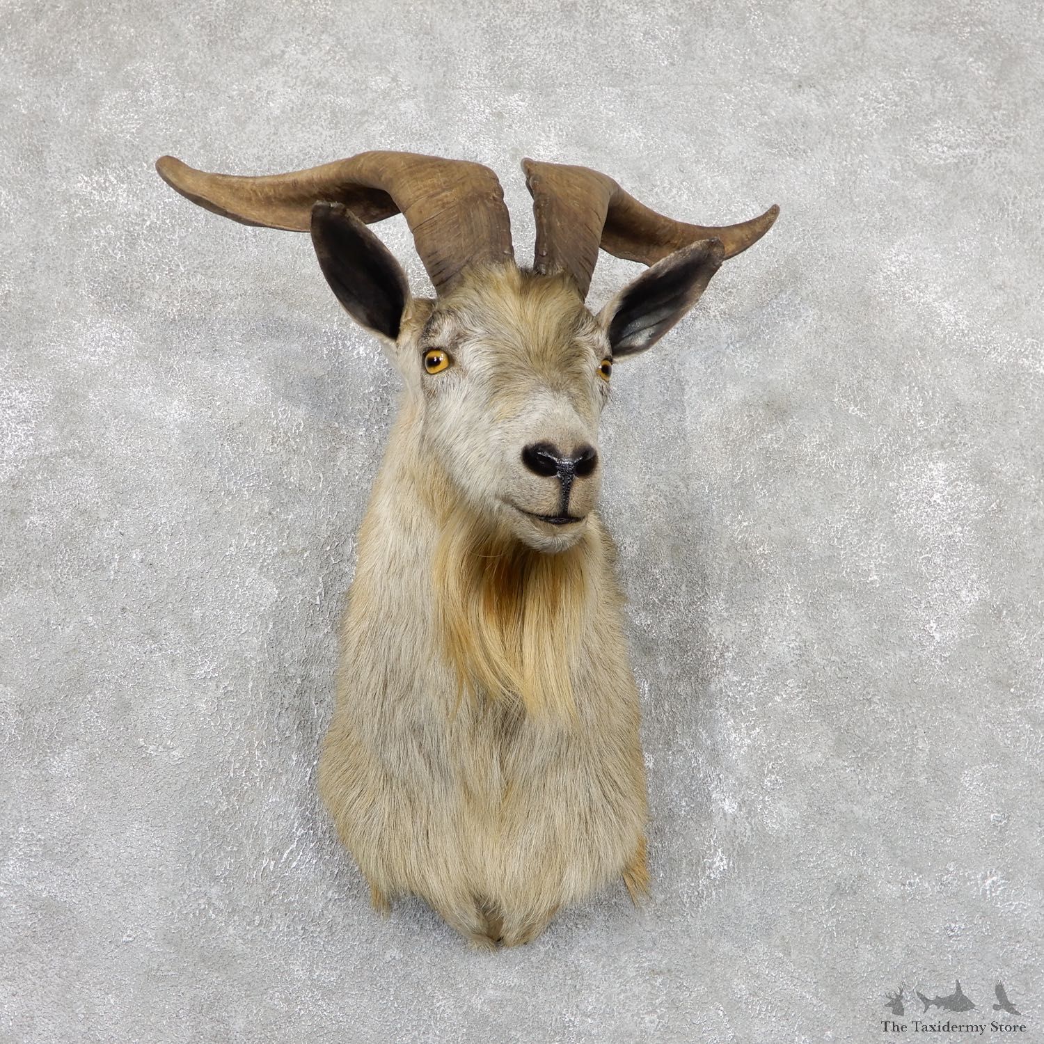 Feral Goat Shoulder Mount For Sale #19450 @ The Taxidermy Store