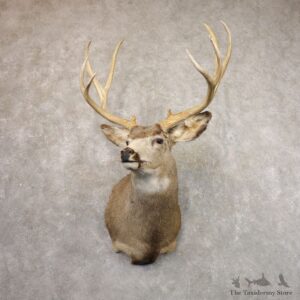 Mule Deer Shoulder Mount For Sale #22155 @ The Taxidermy Store