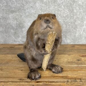 North American Beaver Mount For Sale #24067 @ The Taxidermy Store