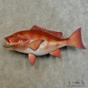 Red Snapper Replica Fish Mount For Sale #16536 @ The Taxidermy Store