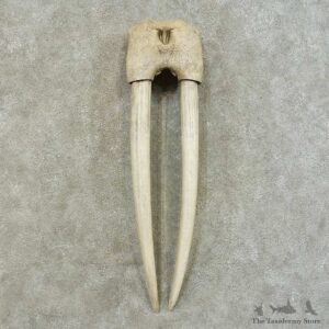 Walrus Replica Skull & Tusks Mount For Sale #16383 @ The Taxidermy Store