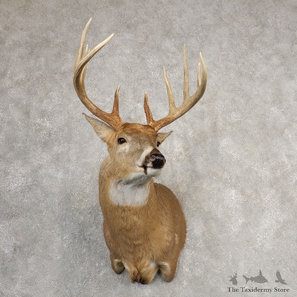 Whitetail Deer Shoulder Mount #21074 For Sale - The Taxidermy Store