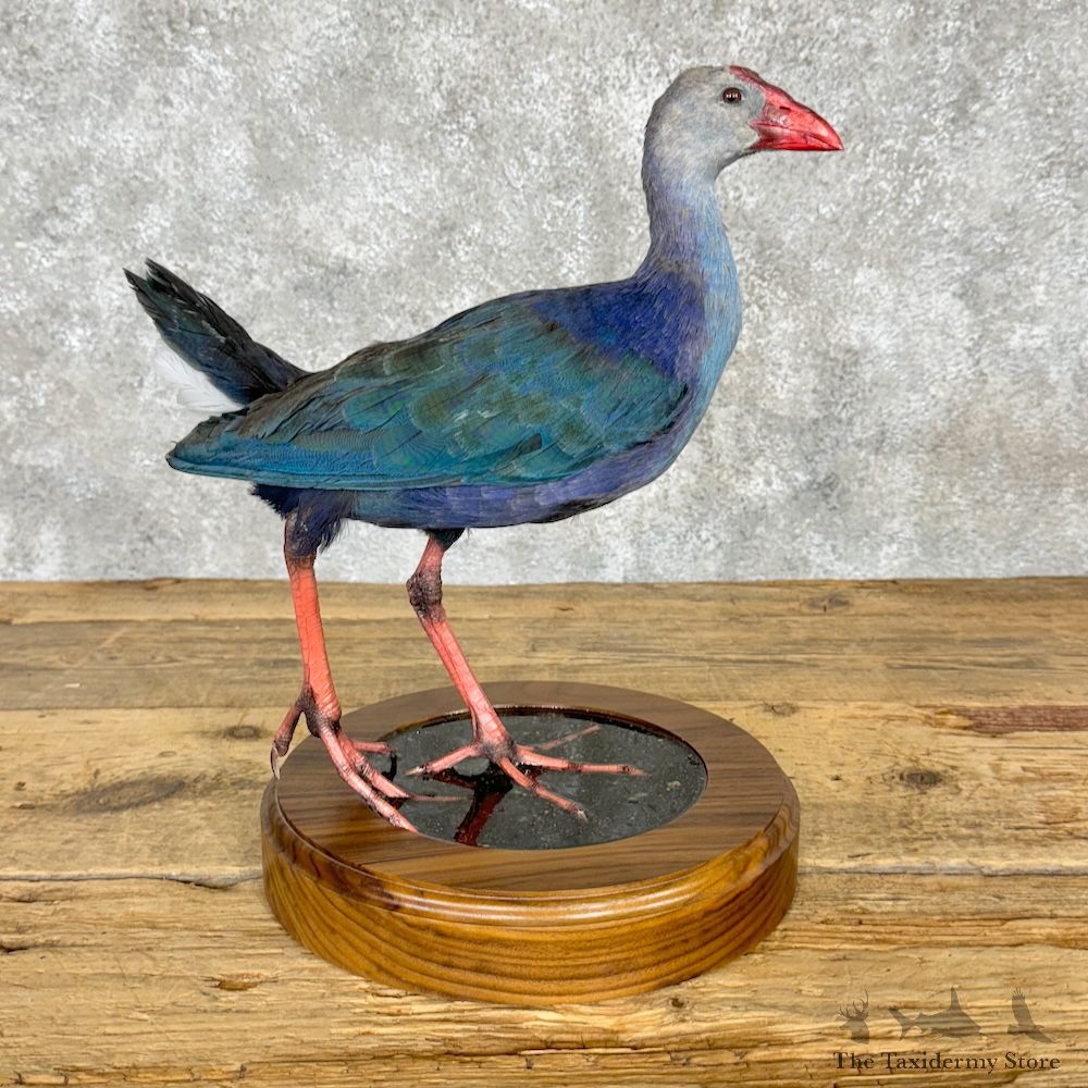 Grey-Headed Swamphen Bird Mount For Sale #29337 @ The Taxidermy Store