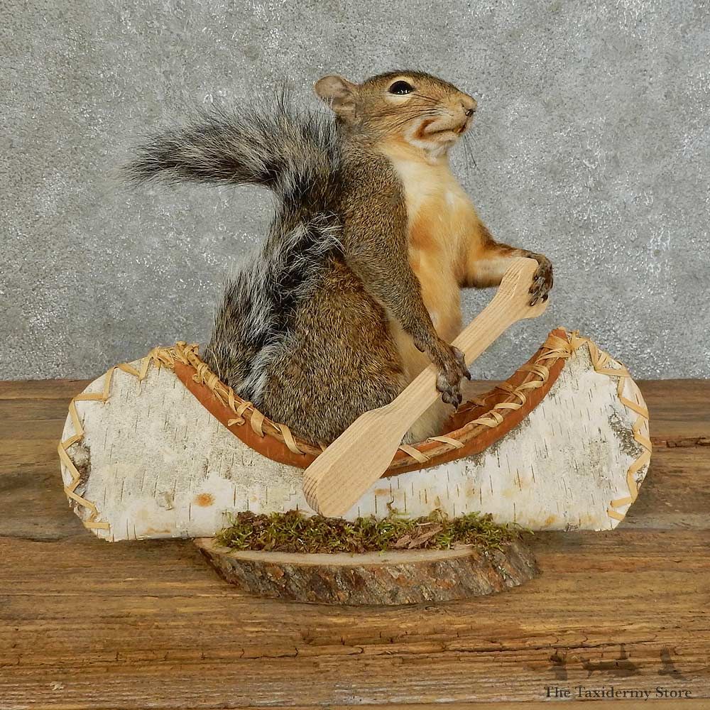Canoe Squirrel Novelty Mount For Sale #16105 @ The Taxidermy Store