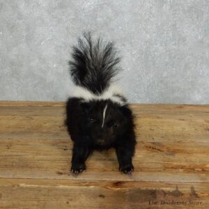 Life-Size Skunk Taxidermy Mount #18265 For Sale @ The Taxidermy Store
