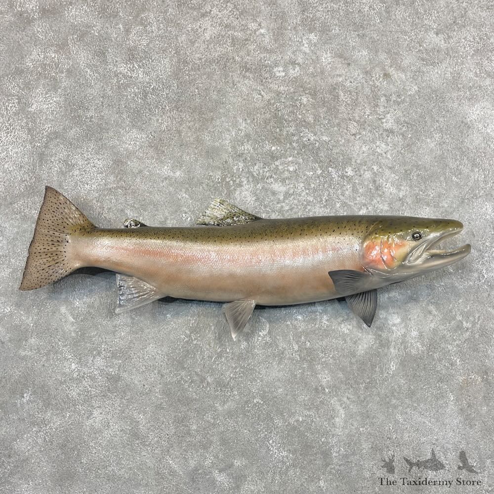 Steelhead Fish Mount For Sale #27694 @ The Taxidermy Store