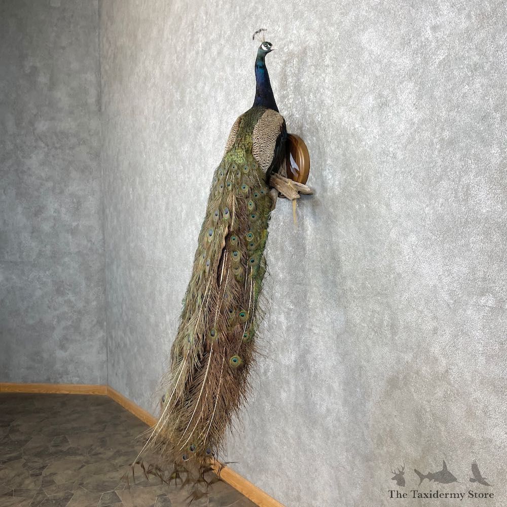 Blue Indian Peacock Bird Mount For Sale #26920 @ The Taxidermy Store
