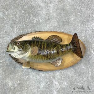 Reproduction Smallmouth Bass Fish Mount For Sale #23157 @ The Taxidermy Store