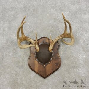 Whitetail Deer Antler Plaque Mount For Sale #17308 @ The Taxidermy Store
