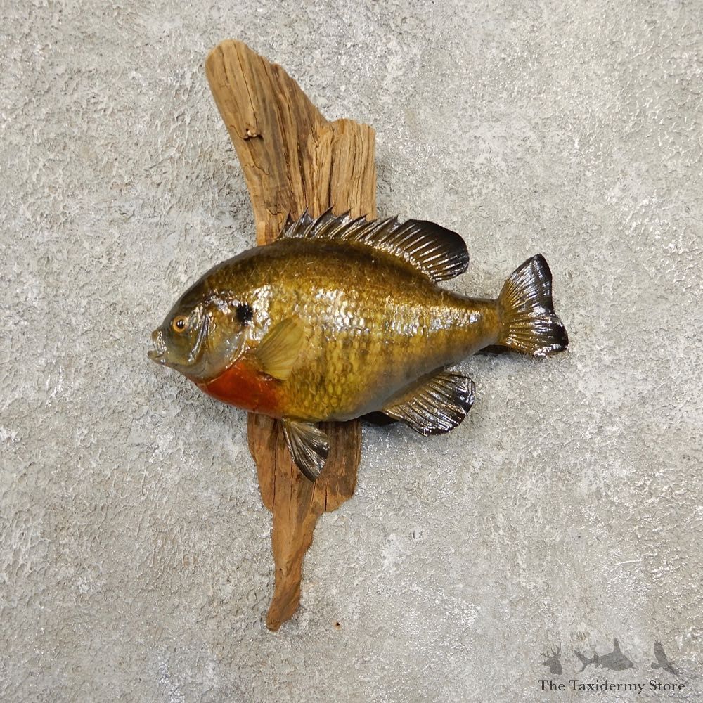 Bluegill Taxidermy Fish Mount #20863 For Sale @ The Taxidermy Store